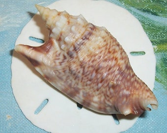 62.2mm Strombus Euprotomus aratrum PLOUGH CONCH Shell, Seashell w/ Data JB