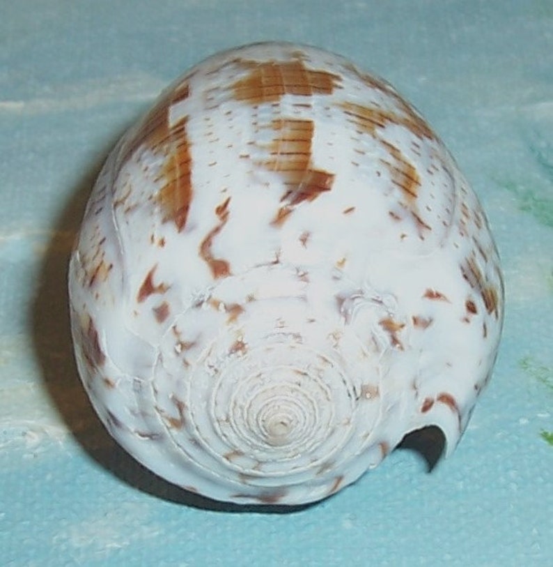 Specimen Grade 53.7mm CONUS monachus MONASTIC Cone Seashell w/ Data JB image 4