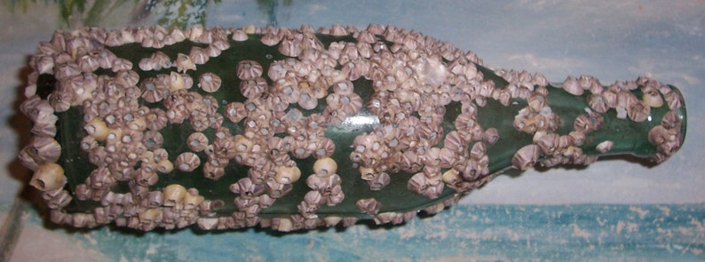 large ANTIQUE, Vintage dark Aqua OCEAN Found Bottle Encrusted with BARNACLES & Oyster Shells image 3