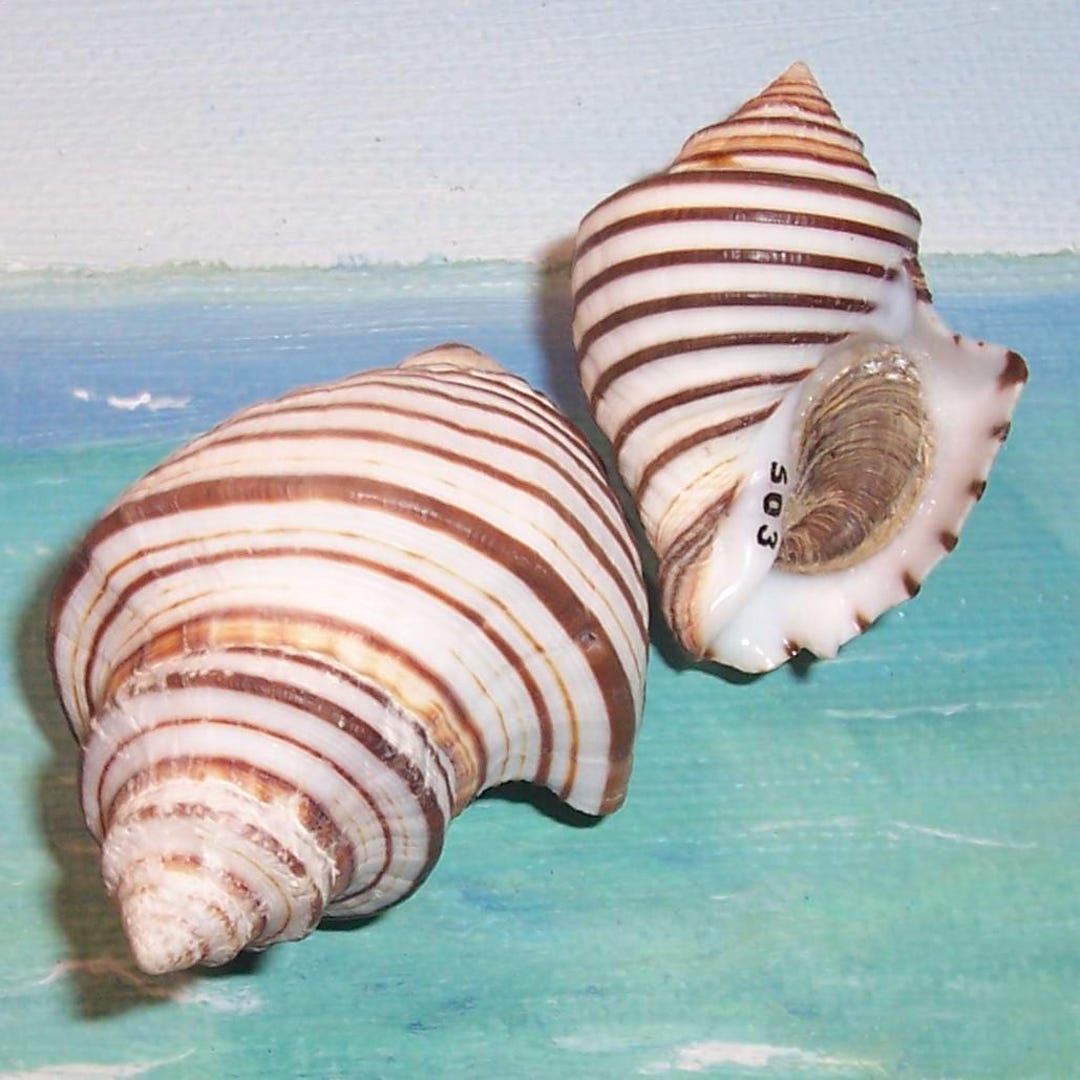 Set of Two 36.7&49.3mm Opeatostoma Pseudodon THORN LATIRUS Shell
