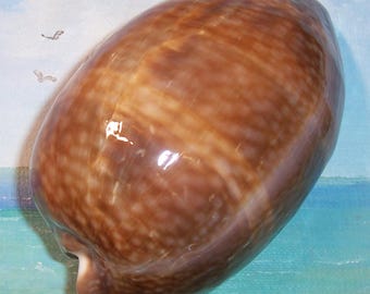 Huge 124.5mm Florida Keys found Cypraea Cervus ATLANTIC DEER COWRY  Shell Seashell