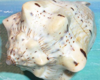 56.9mm Voluta musica var. typica MUSIC VOLUTE Seashell w/ Excellent markings
