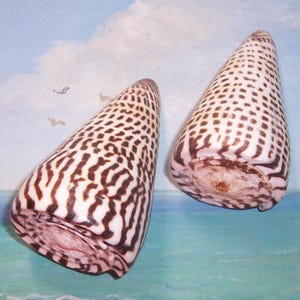 May include: Two cone-shaped seashells with a brown and white pattern. The shells have a spiral shape and a smooth texture. The background is a painted scene of a blue ocean and sky.