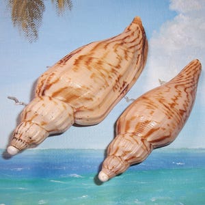 May include: Two brown and white seashells with a striped pattern. The shells are pointed at one end and rounded at the other. They are sitting on a blue and white background.