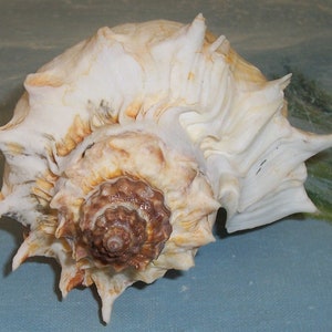 Huge 150.8mm Florida Melongena Corona Kings CROWN Conch SEASHELL JB - Etsy