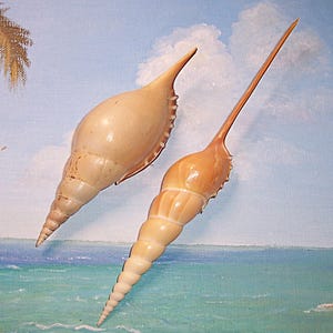 以下が含まれることがあります： 細長い先細りの形をした2つの貝殻。1つは薄いベージュ色で、もう1つは薄いオレンジ色です。どちらの貝殻にも尖った先端と螺旋模様があります。背景は描かれたビーチの風景です。