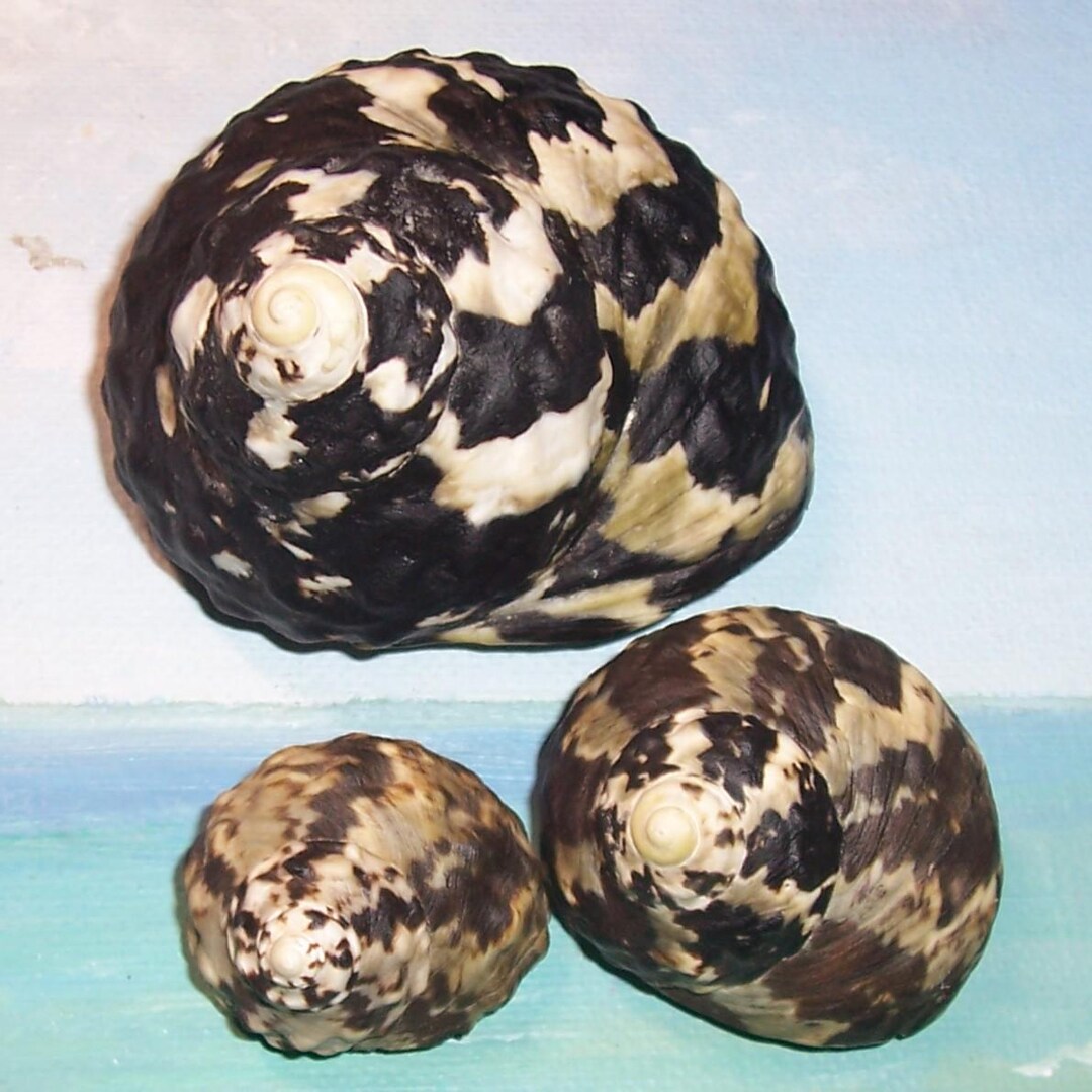 Magpie Shells Set of Three 30.8-67.5mm Florida Keys Collected Cittarium Pica WEST ...