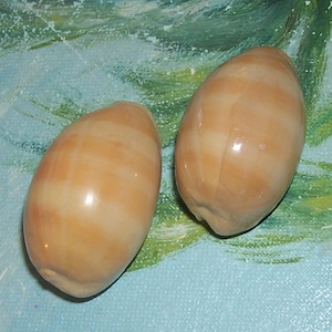 Set of two 40.6&42.6mm Cypraea Lyncina carneola Carnelian, PURPLE Mouthed Cowry Shell, Seashell JB image 1