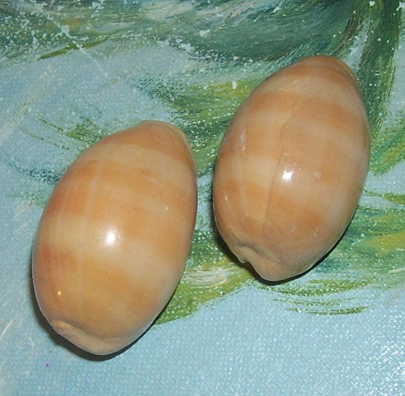 Set of two 40.6&42.6mm Cypraea Lyncina carneola Carnelian, PURPLE Mouthed Cowry Shell, Seashell JB image 1