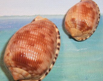 Set of two 36.1&51.7mm Bahamas BEACH Collected Cypraecassis testiculus RETICULATED COWRY Helmet Shell, Seashell #2