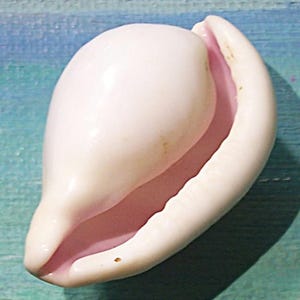 39,9 mm Ovula costellata ROSAMUNNAD ÄGG Skal, Snäckskal