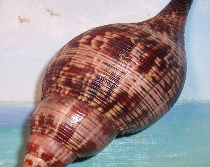 True Shells 129.6mm Florida Beach Colleted RED Fasciolaria Tulipa TRUE TULIP Snail ...