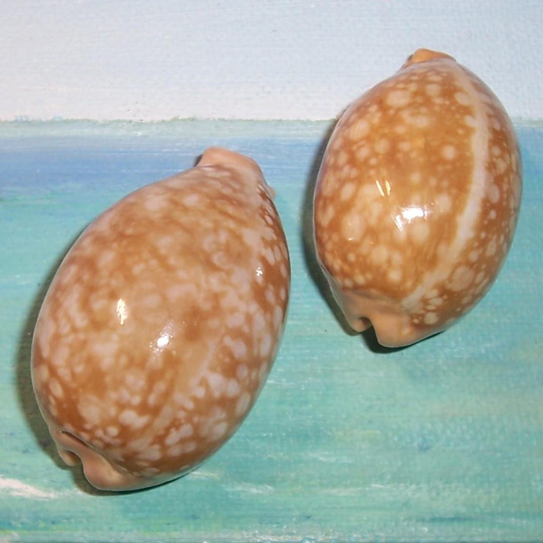 Set of Two 45.9&52.0mm Cypraea Nivosa CLOUDY COWRY Shell, Seashell W ...