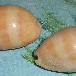 Set of two 40.6&42.6mm Cypraea Lyncina carneola Carnelian, PURPLE Mouthed Cowry Shell, Seashell JB image 5