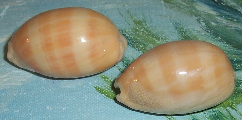Set of two 40.6&42.6mm Cypraea Lyncina carneola Carnelian, PURPLE Mouthed Cowry Shell, Seashell JB image 5