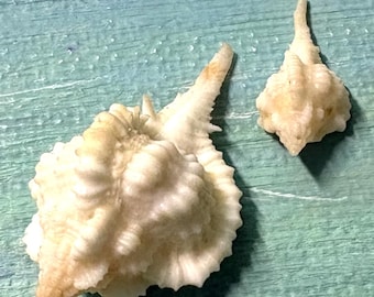 30.8mm Florida 10K Islands Rare Vokesimurex rubidus ALBINO ROSE MUREX Shell, Seashell