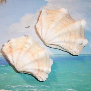 Può includere: Due grandi conchiglie bianche con sfumature rosa e arancioni. Le conchiglie hanno una superficie rigata e testurizzata e hanno la forma di un ventaglio.