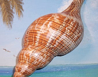 Huge 225.0mm (8.85") ORANGE Fasciolaria tulipa TRUE TULIP Snail Shell, Seashell