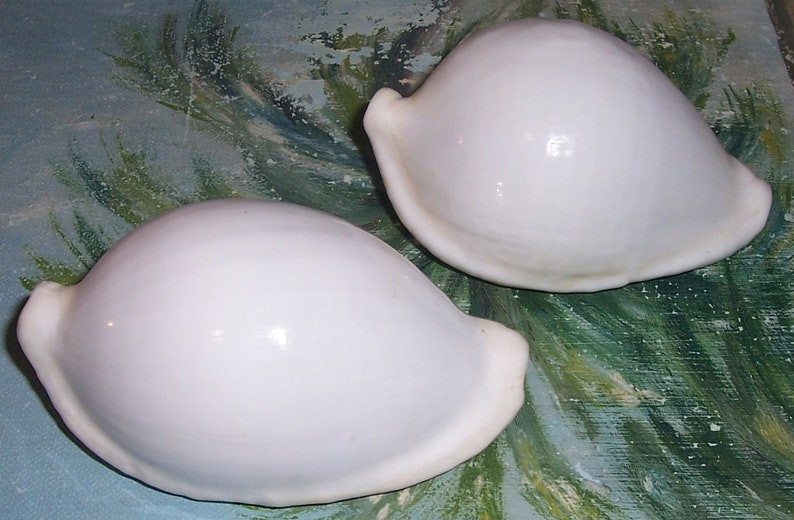 Set of two 82.9&88.6mm Cypraea Ovula Ovum Great WHITE EGG Cowry Shell, Seashell JB image 3