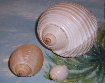 Set of three 31.9-103.3mm FLORIDA Keys Found Tonna galea GIANT Tun Shell Seashell JB-