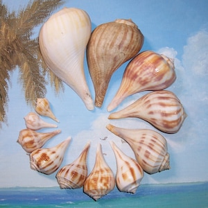 May include: An assortment of seashells in various sizes and colors, arranged in a circular pattern. The shells range from cream to brown, with striped and solid patterns. The background features a painted beach scene with a palm tree.