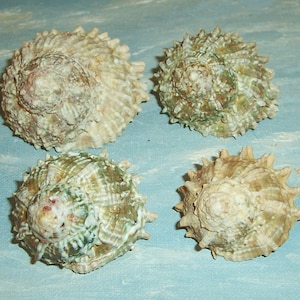 Lot of four 38.7-48.6mm Florida Keys Astraea caelata CARVED STAR Shell Seashells JB