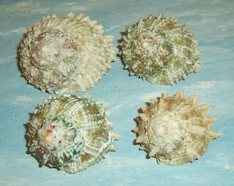 Lot of four 38.7-48.6mm Florida Keys Astraea caelata CARVED STAR Shell Seashells JB