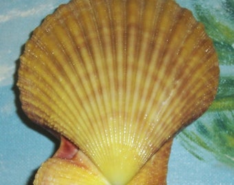 72.5mm Yellow Matched pair Pecten Mimachlamys sanguinea SENATORIAL Sea SCALLOP Seashell, Shell JB