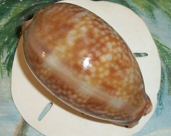 106.7mm FLORIDA Keys BEACH Collected Atlantic Deer Cowry Shell - Etsy