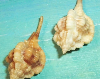 Set of two 29.0&30.7mm Florida 10K Islands Collected Vokesimurex Rubidus ROSE MUREX Shell, Seashell w/ MOTTLED Coloring