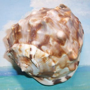 May include: A large, textured seashell with a spiral shape. The shell features a mix of brown, tan, and white colors, with darker brown spots. The surface has a bumpy texture. This decorative shell is a natural home decor item.