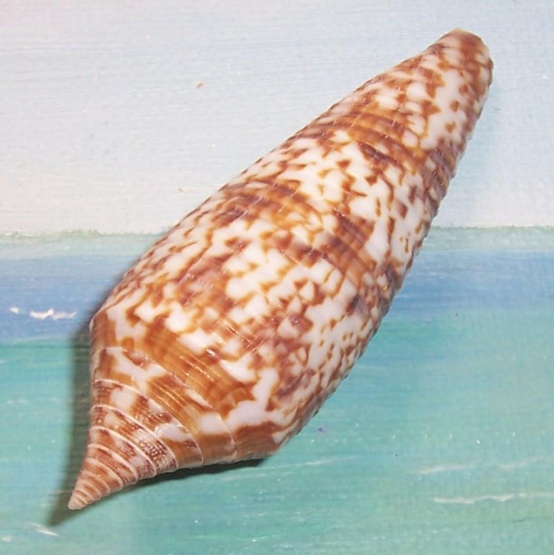 71.1mm Conus Australis AUSTRAL CONE Shell, Seashell W/ Data From China ...