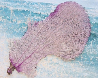 11" Natural Lavender & Mauve SEA FAN Gorgonian Coral from Puerto Rico (#35)