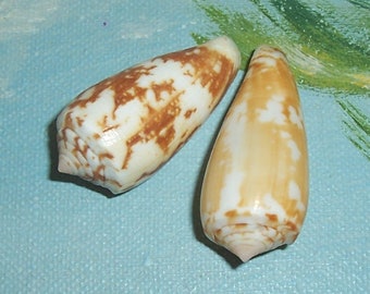 Set of two specimen grade 35.9&34.7mm Conus magus MAGICAL CONE Shell w/ Data JB