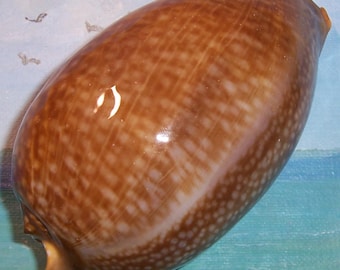 Huge 127.7mm Florida Keys found Cypraea Cervus ATLANTIC DEER COWRY  Shell Seashell