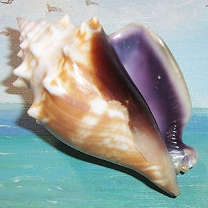 Op de afbeelding: Een grote schelp met een spiraalvorm, met een crèmewitte buitenkant met bruine en bruine accenten. De binnenkant is dieppaars van kleur. De schelp is een natuurlijk, organisch item.