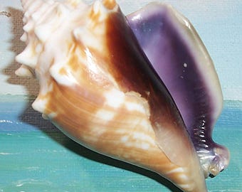 87.4mm FLORIDA Gulf Beach Collected dark PURPLE, Violet Lipped Strombus alatus Fighting CONCH Seashell, Shell
