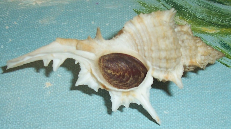 67.5mm Florida Specimen Grade Siratus beauii Beau's Murex Seashell, Shell w/ Data JB image 7
