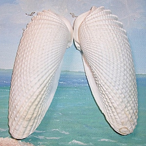 Puede incluir: Dos conchas marinas grandes y blancas con superficies texturizadas se muestran contra un fondo pintado de una escena de playa. Las conchas están abiertas, revelando su estructura interna y patrones intrincados. Las conchas son de color blanco natural.