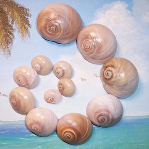 Una dozzina di Florida Gulf BEACH raccolte Neverita duplicata Moon SNAIL, Shark Eye SEACHS *Studio sulla crescita*