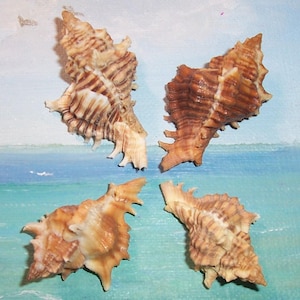 Puede incluir: Cuatro conchas marinas con una apariencia espinosa y texturizada. Las conchas muestran una mezcla de colores marrón claro y crema, con rayas marrones oscuras. El fondo es una escena pintada de un océano y cielo azules.