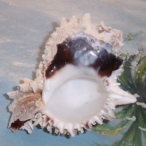 144.7mm ALBINO Hexaplex Phyllonotus regius REGAL MUREX Seashell, Shell