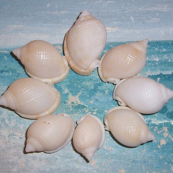 Set/8 FLORIDA Navarre Beach Collected Rare SCOTCH BONNET Seashell "As-Is"