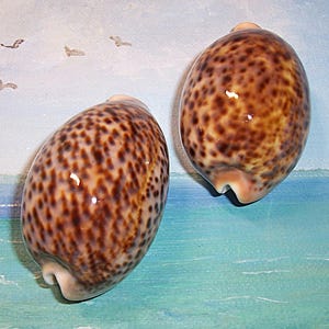 Set van twee 64,3 en 59,8 mm Cypraea pantherina PANTHER kaurischelp, schelp met gegevens
