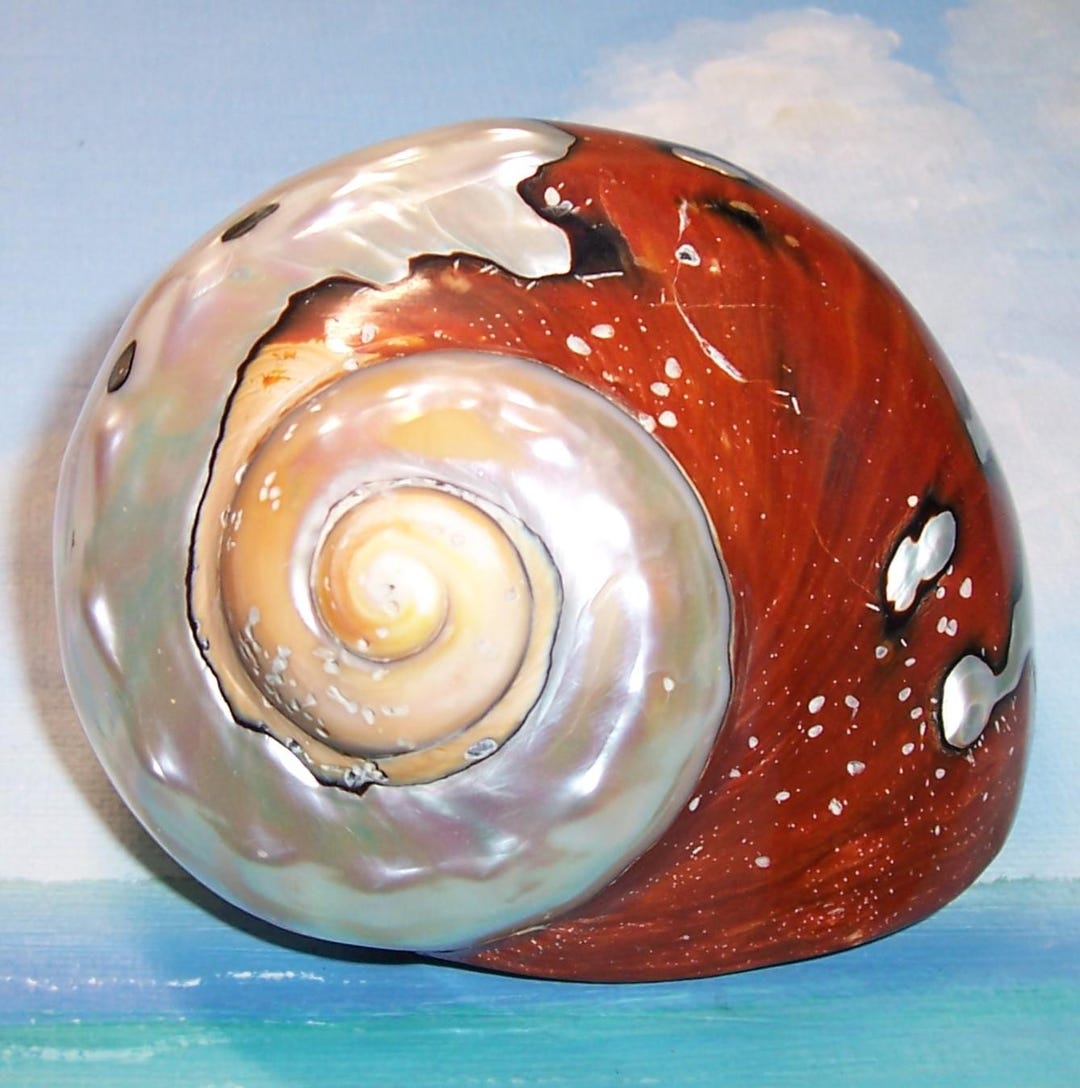 88.5mm Polished Turbo Sarmaticus South AFRICAN TURBAN Shell, Seashell ...