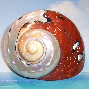 Op de afbeelding: Een grote, gepolijste zeeschelp met een spiraalvormig ontwerp. De schelp heeft een parelmoer, crèmekleurig interieur dat overgaat in een roodbruin exterieur. Kleine witte stippen en iriserende accenten voegen details toe aan het oppervlak.