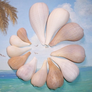 Op de afbeelding: Een cirkelvormige opstelling van schelpen in verschillende tinten wit en bruin. De schelpen hebben een geribbelde textuur. De achtergrond is een geschilderde strandscène met een blauwe lucht en palmbomen.