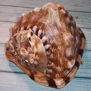 May include: A large, spiraled seashell featuring a glossy surface with intricate patterns of dark brown, tan, and cream colors. The shell has a prominent, raised central spire and a wide, curved opening, showcasing a smooth, polished texture.