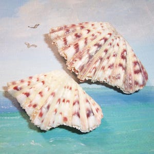 Set of two tiny 54.4&60.4mm Matched Set Hippopus hippopus BEAR PAW Clam SEASHELL #2