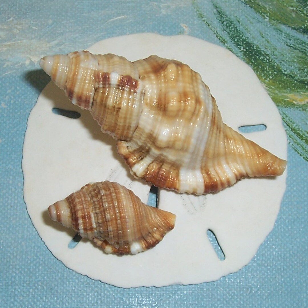 Set of Two 59.7&28.0mm Puerto Rico Beach Collected Monoplex Pilearis ...